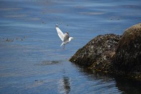 enchanting Gull Bird Fauna