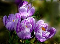 Crocus Flower Nature