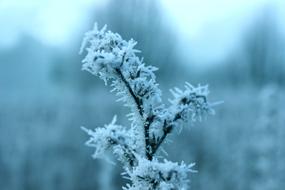 frozen branch in the snow