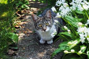 incredible domestic cat in garden