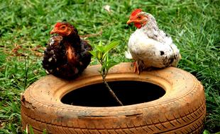 Ani Chicken