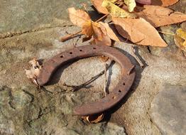 Horse Shoe Stone Leaves