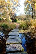 Pond Away Landscape