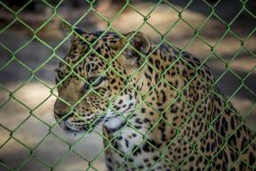 beautiful leopard in a cage at the zoo