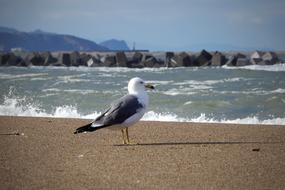 incredible Animal Sea Beach