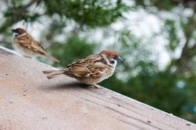 two tiny sparrows