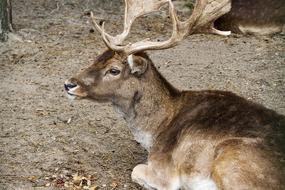 Beautiful and cute, brown and white hart with antlers