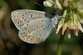 common blue butterfly on white flower