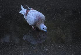 Beautiful, cute and colorful bird, drinking water