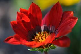 Flower Red