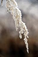 Winter Grass Snow