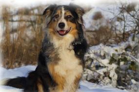 photo portrait of an Australian shepherd