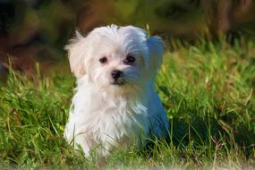 wonderful small white dog