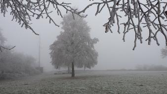 a snow tree in a foggy field