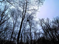 Trees Evening Cornwall