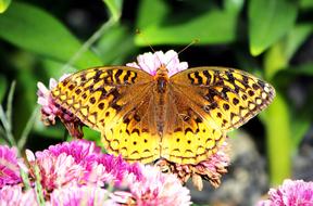 amazing great spangled fritillary on the flower