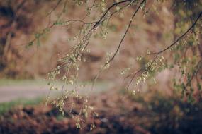 Spring Woods Tree