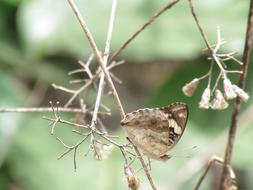 Butterfly Beautiful Wild