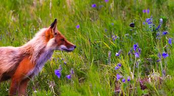 gorgeous Fox Animal Wildlife