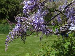 Wisteria Spring Purple