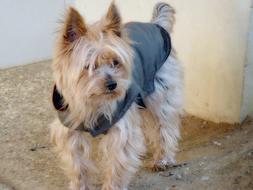 furry small Dog in grey clothe