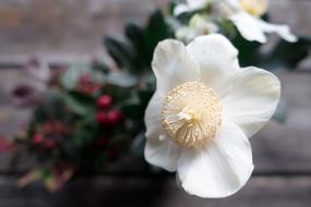 Christmas Rose White Flower in garden