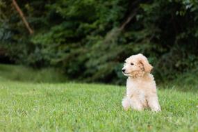 funny golden puppy on a green lawn