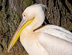 portrait of the splendid White Pelican