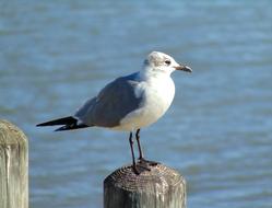 Seagull on the pier on the bay