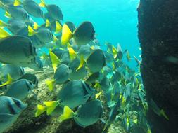 Fish Water Nature