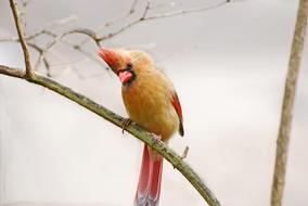 enchanting Bird Female Cardinal