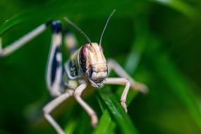 splendid Desert Locust Schistocerca