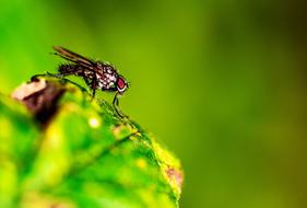 Fly Nature Insect macro blur