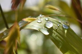 Drop Of Water Nature Raindrop