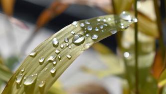 Drop Of Water Nature Raindrop