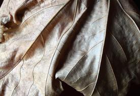 Leaf Dry Nature