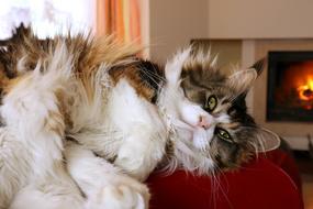 incredible Cat Eyes Domestic
