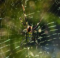 incredible Spider