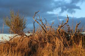 Landscape Sky Trees