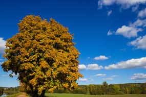 Tree Nature Panorama