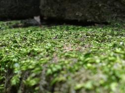 Moss Stone Nature