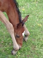 cute farm foal on the grass