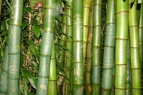 Bamboo Vacations Exotic