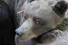 gorgeous Bear Wildlife Brown, alaska, canada