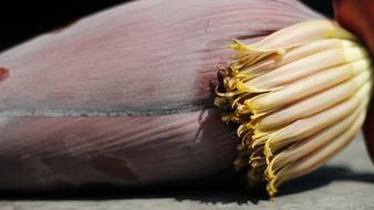 Banana Flower Kopal