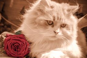 fluffy kitten and burgundy rose
