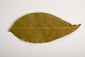 Sheet Old Leaf Dry