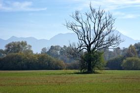 Autumn Tree Individually