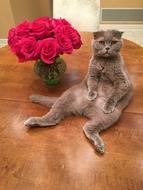 grey cat and roses' bouquet