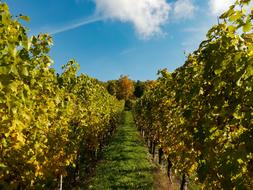 wine bushes in the garden
